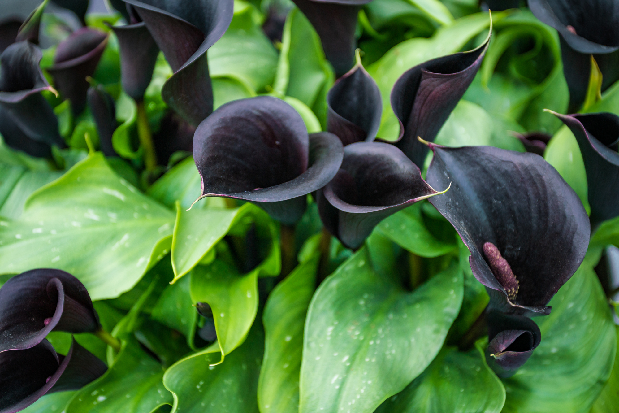 A tight cluster of black calla lily flowers are nestled among their plants' white-spotted foliage.