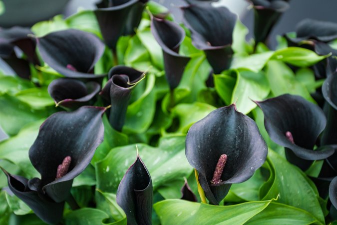 A cluster of fully bloomed calla lily flowers stand tightly together, their stamens visible.