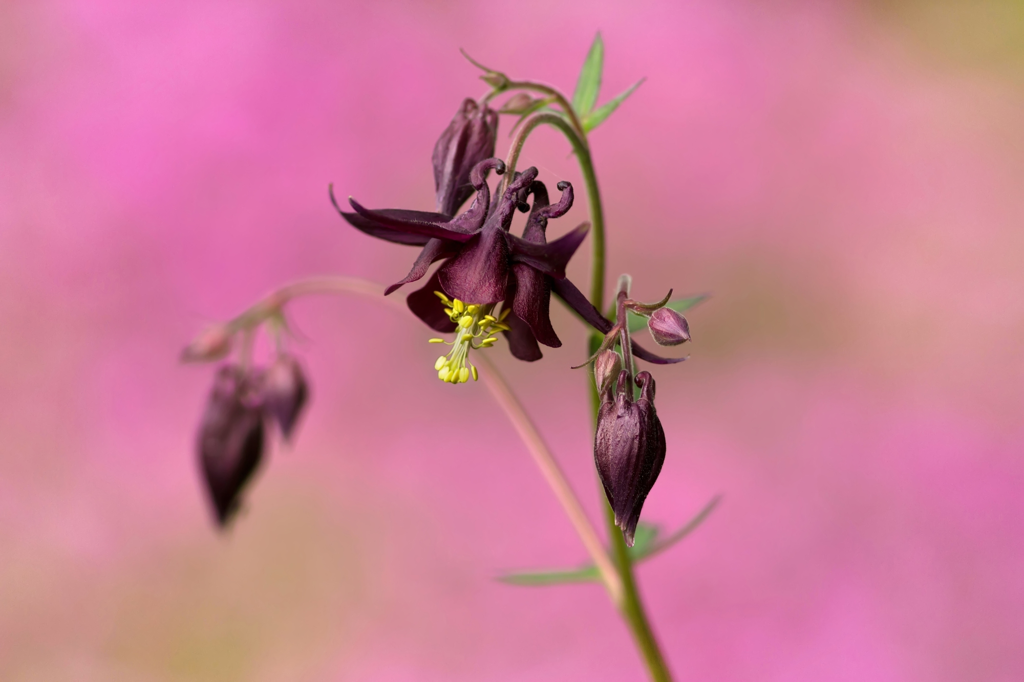 A dark-burgundy columbine flowers in front of an out-of-focus pink garden.