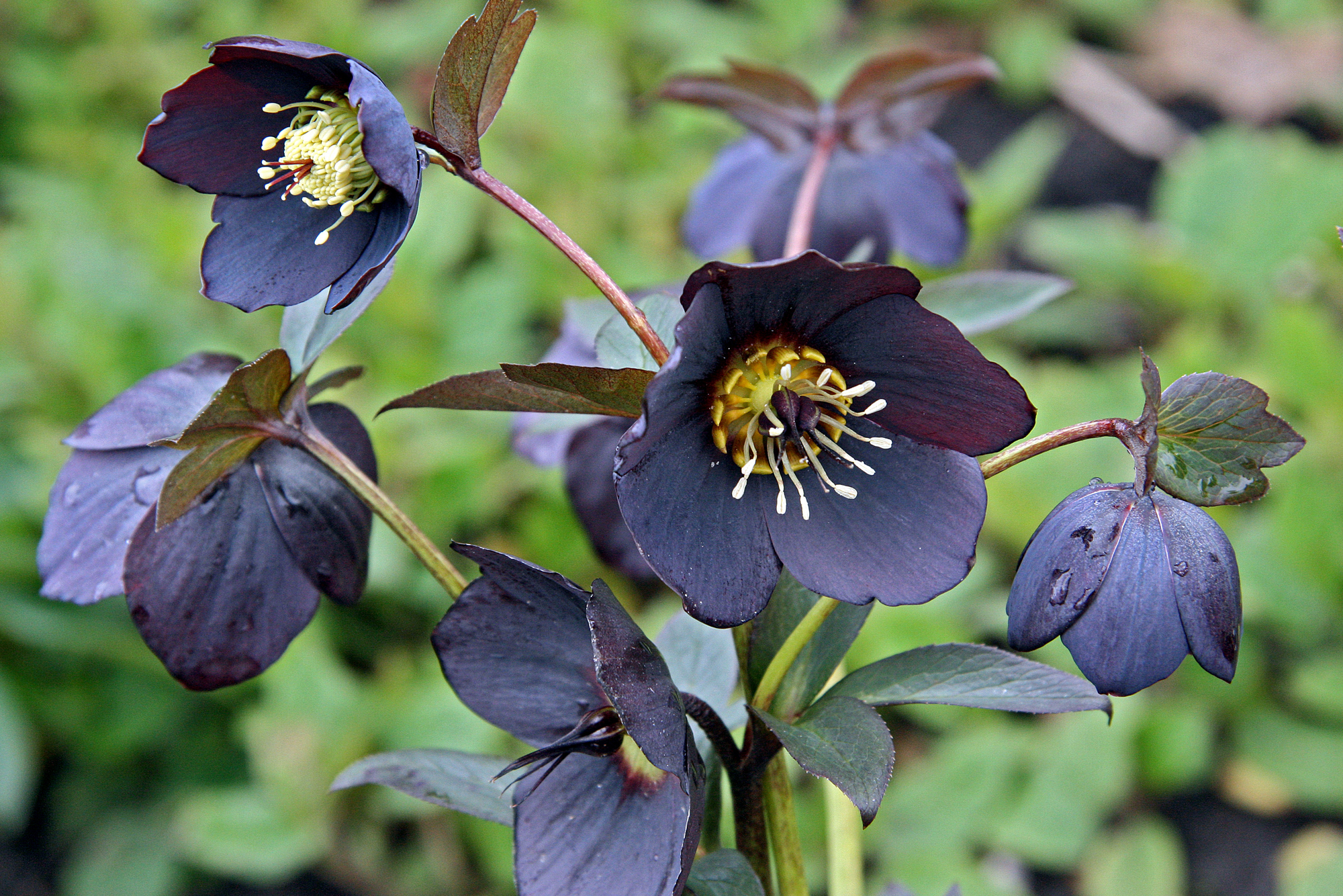 Several blooming hellebores, aka Lenten roses, grow upward in every direction from their mother plant.