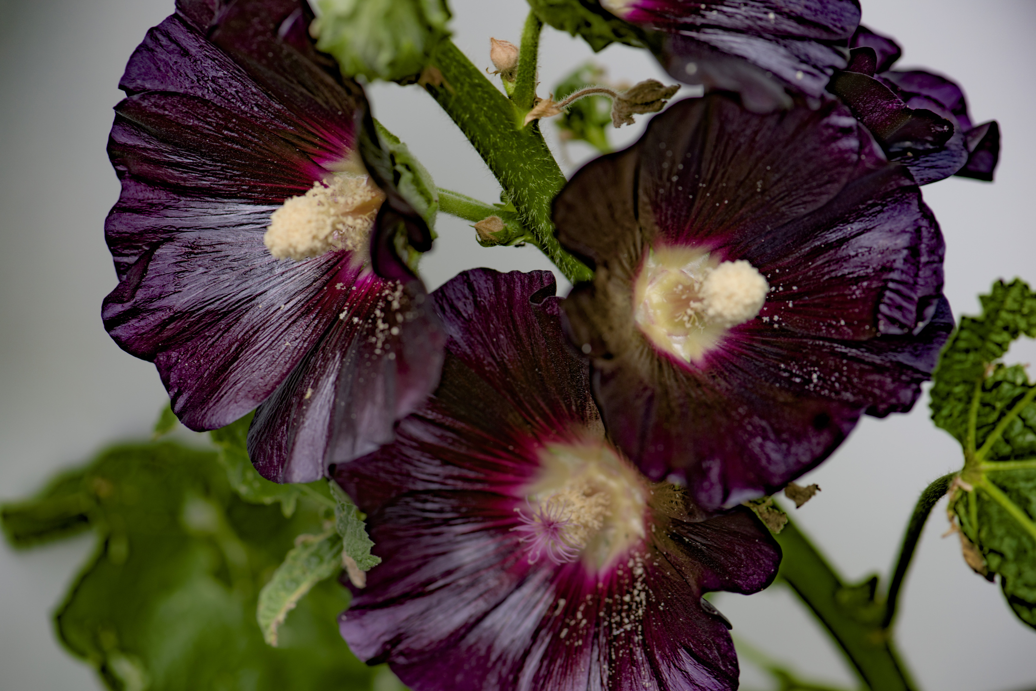 A cluster of dark hollyhock flowers in bloom are lightly dusted with pollen.