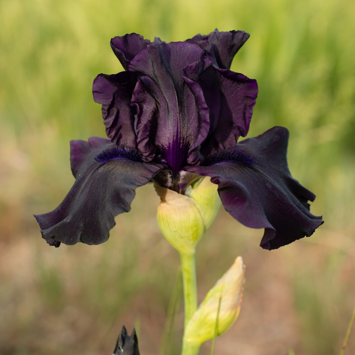 A large black bearded iris bloom is in full bloom in a home garden.