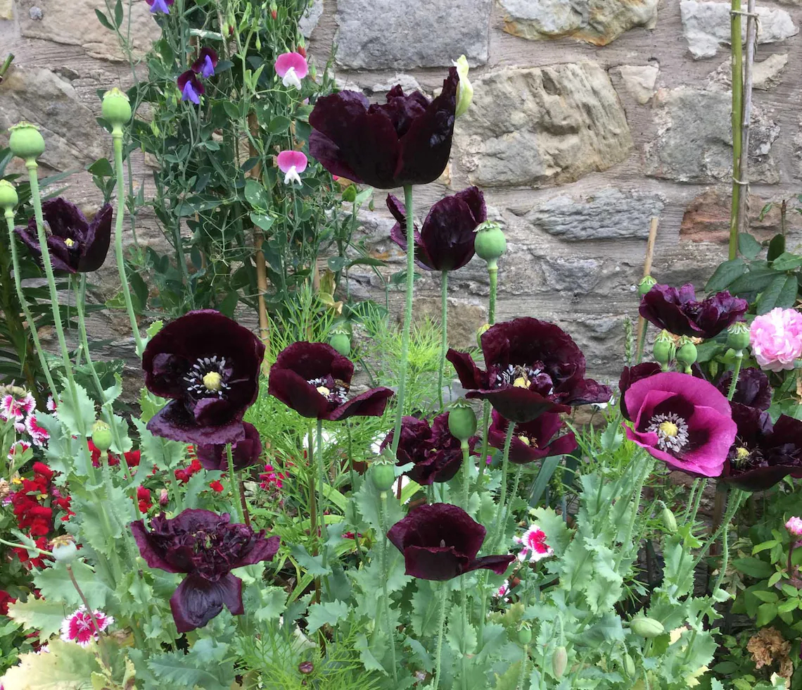 A large grouping of 'Black Peony" poppy flowers grow next to other colors of blooms.