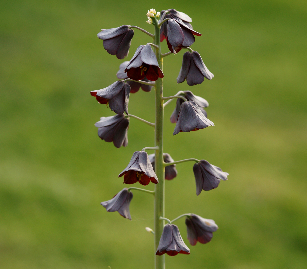 A tall Persian lily plant stands in the foreground, its many black bell-shaped flowers facing downwards.