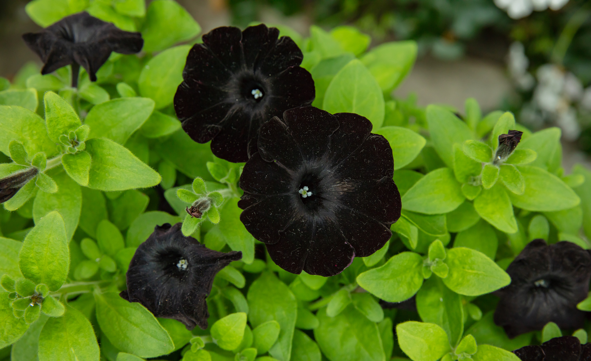 Large, round black petunia blooms emerge from light-green foliage.