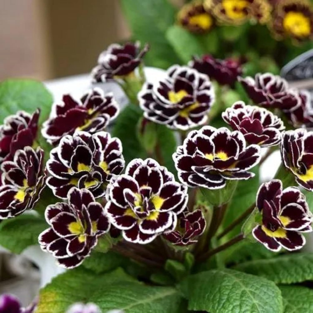 A tight cluster of black-to-white primrose flowers grow next to more primrose plants.