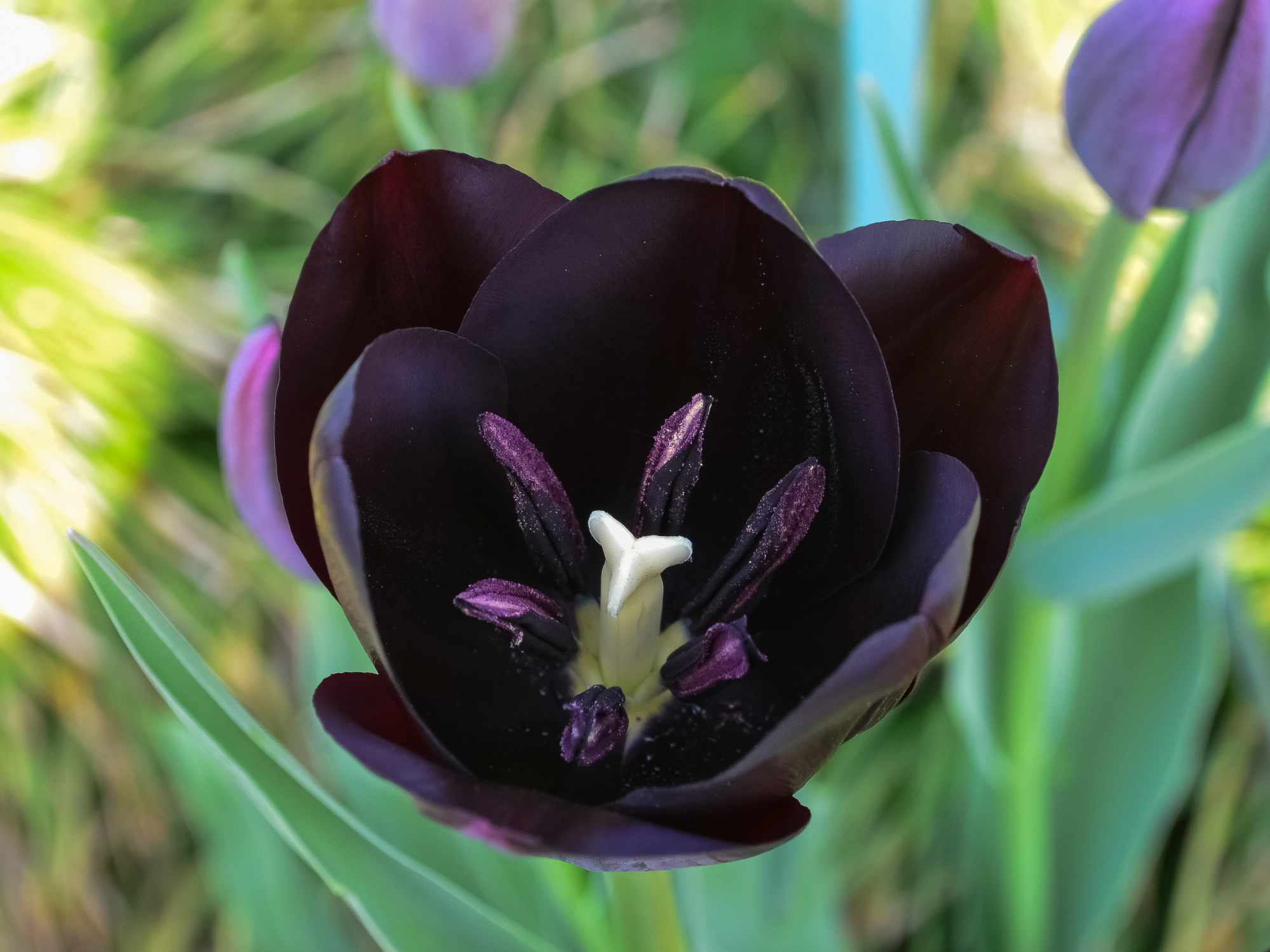 The open petals, stamens, and stigma of a black tulip in full bloom are viewed from above.