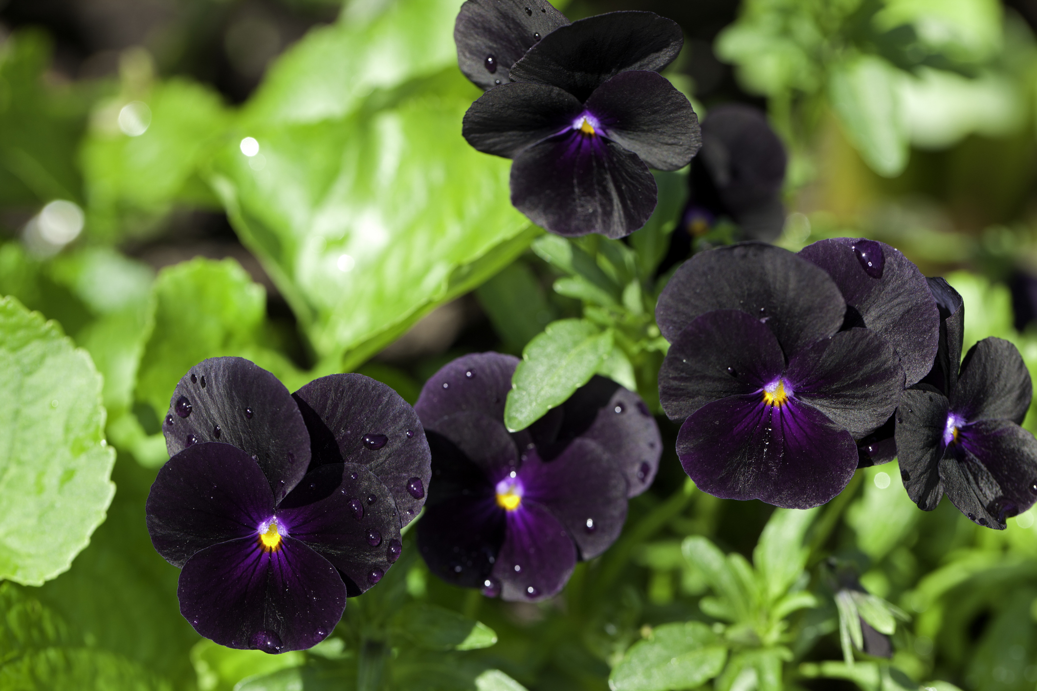 A cluster of five purplish black 'Molly Sanderson' viola flowers are in full bloom and have been freshly watered.