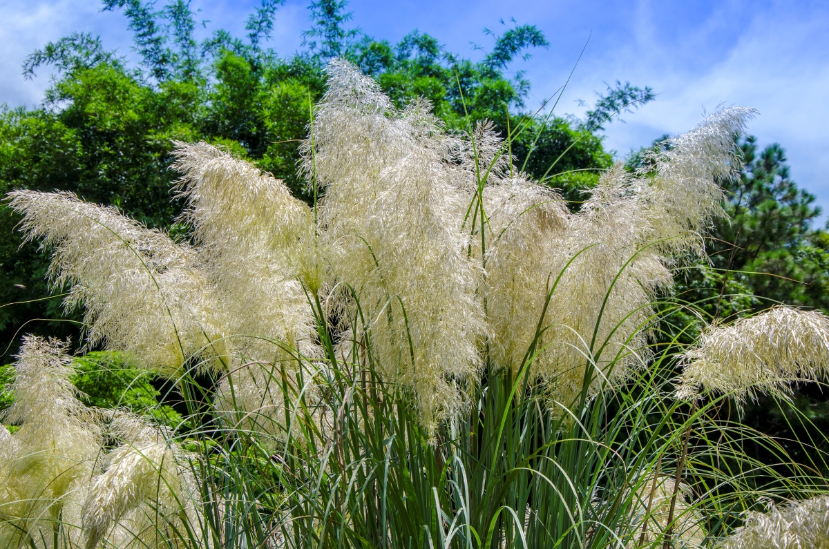 Large ornamental grass with large feathery plumes.