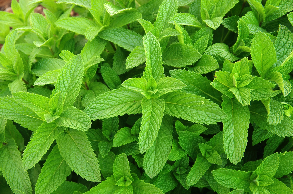 A lot of mint plants growing in the garden.