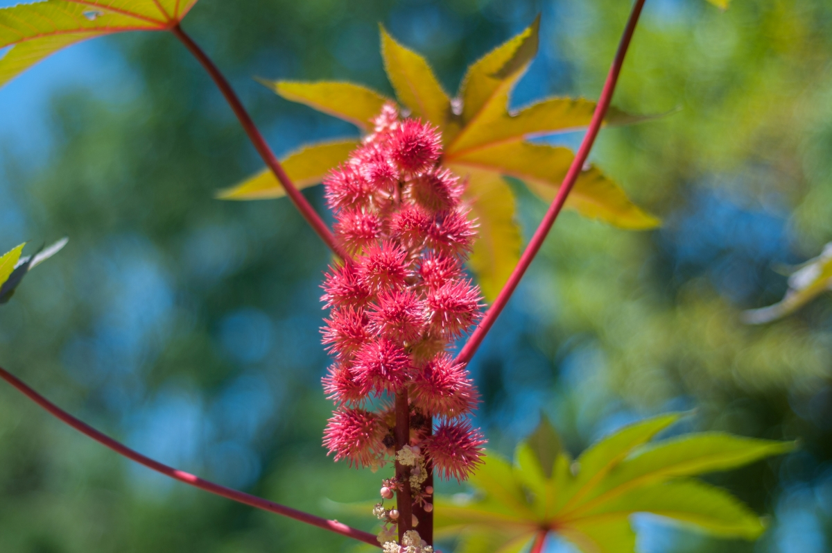 Castor bean plant with spiky pink fruit clustered on the stem.