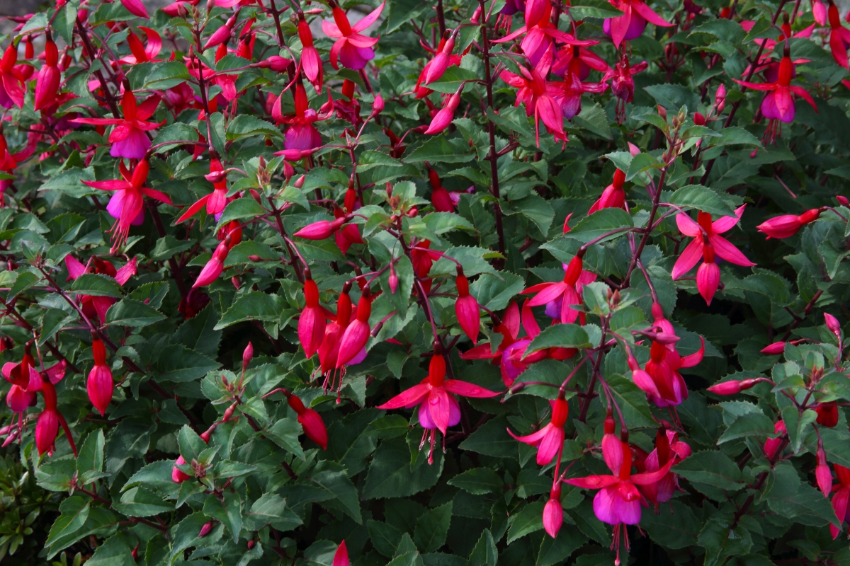 A bushy plant with bright pink blossoms.