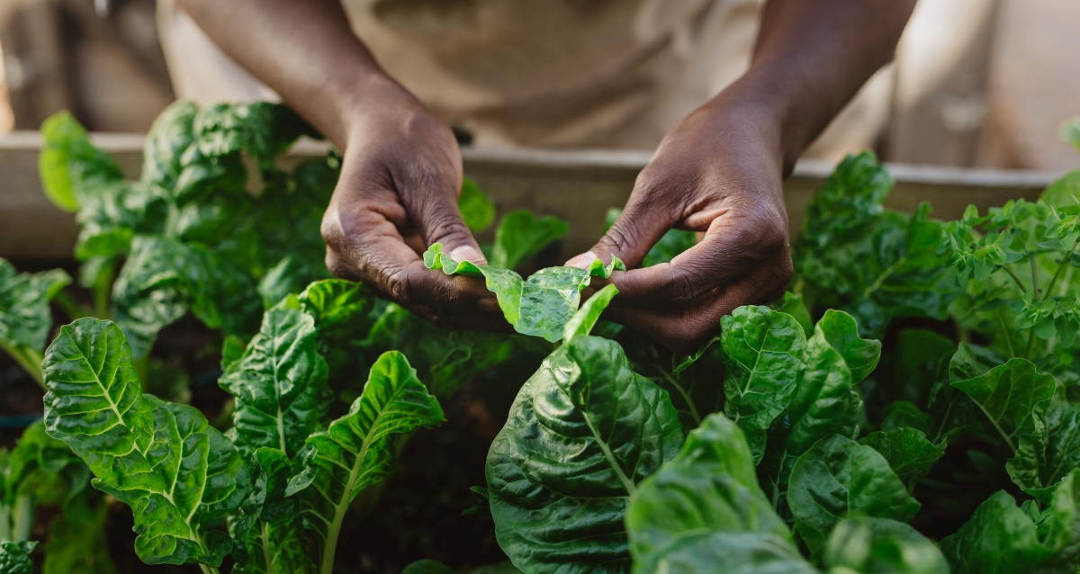 Gardener hands are holding outer leafy plant leaves in their garden.