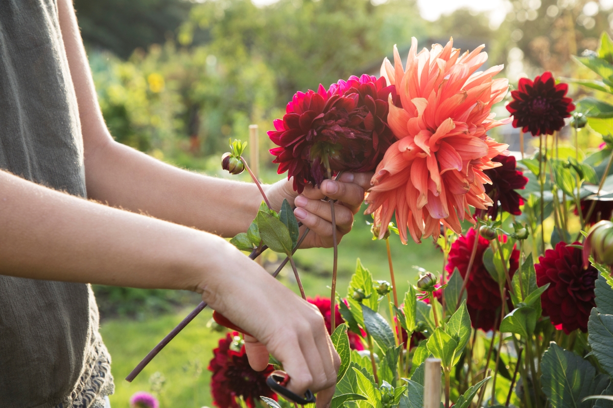 A woman is harvesting flowers from her cut garden.