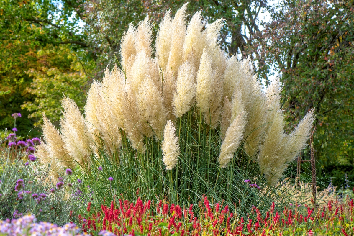 A large ornamental grass with large feathery plumes surrounded by other bright flowers.