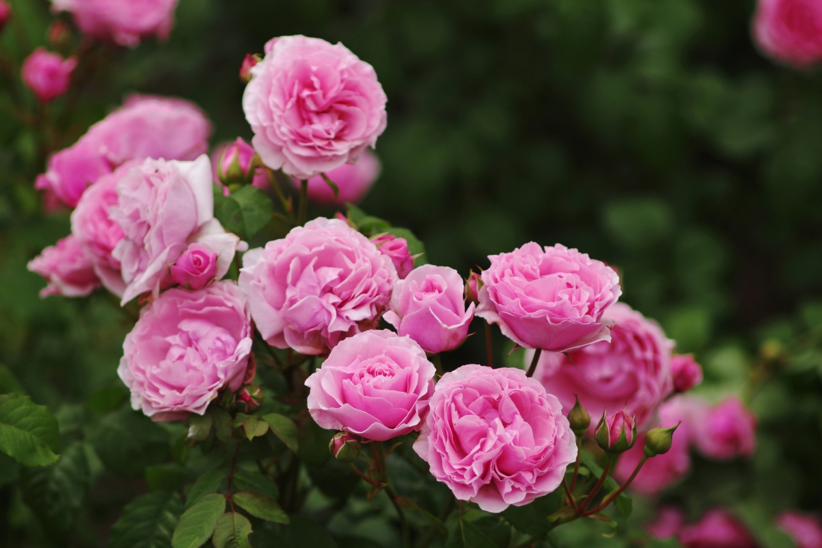 Pink roses growing form rose bush.