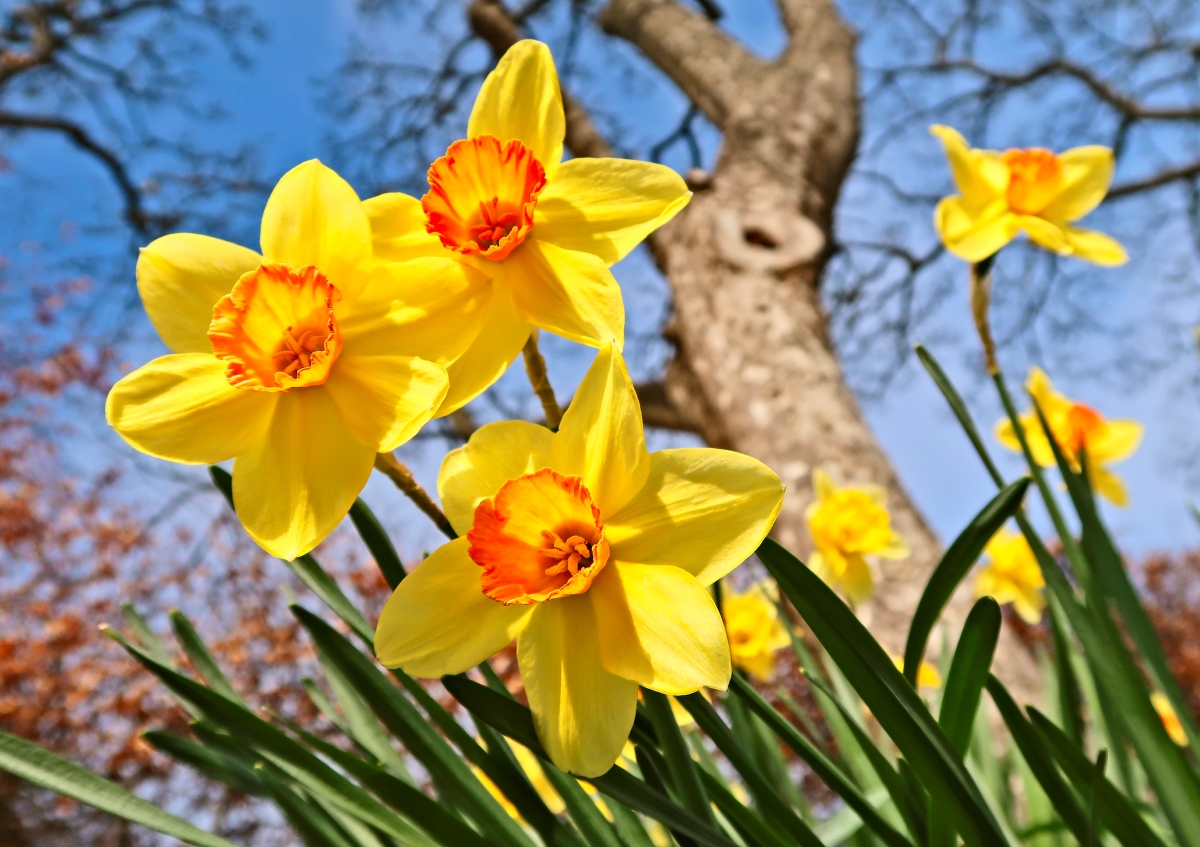 Bright yellow daffodil flowers in the garden.