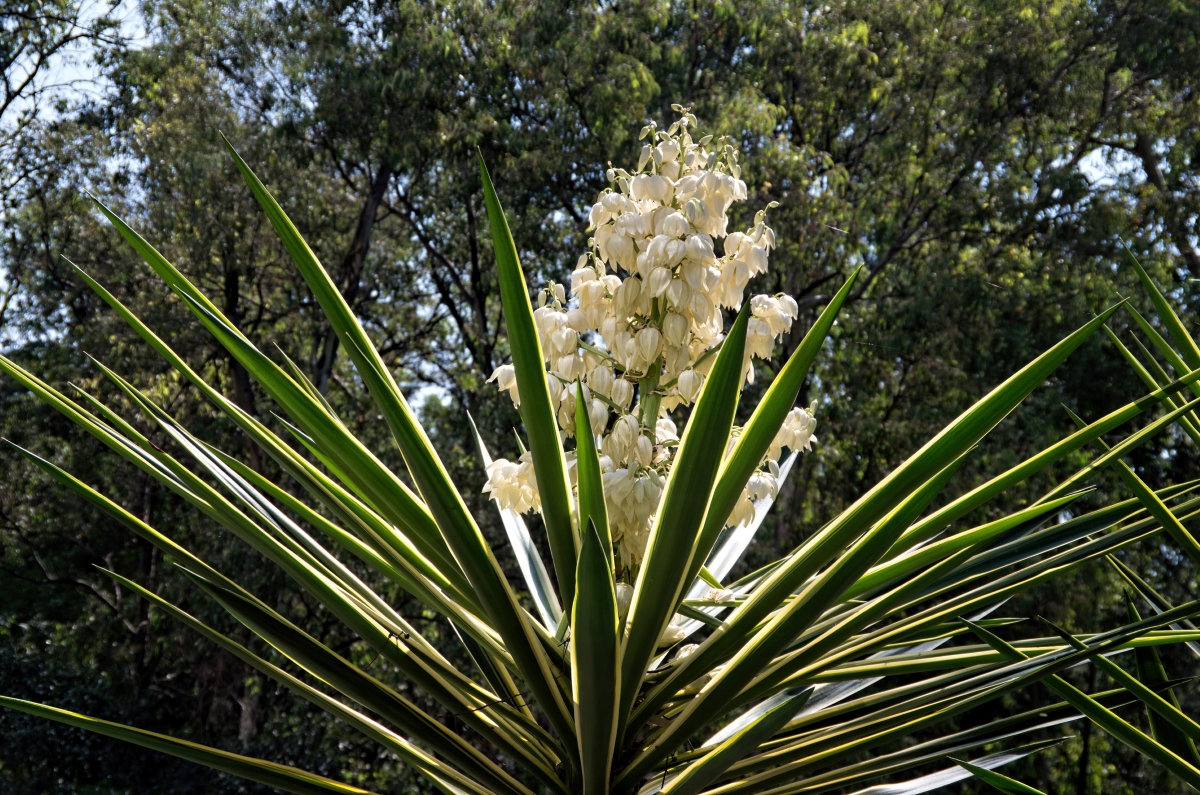 A very tall Yucca plant with sharp leaves and large white blossoms.