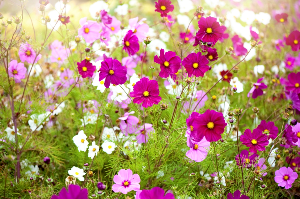 A field of pink, purple and white cosmos flowers.