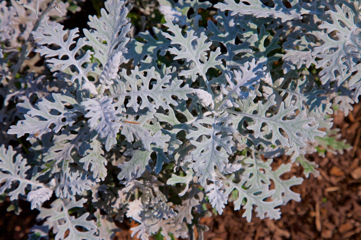 A plant with silvery, lobed lacy-looking leaves.