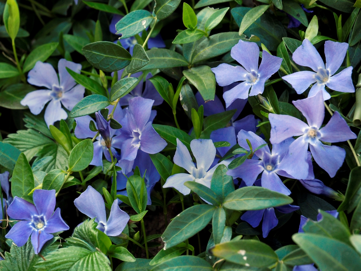 A green bush of periwinkle blue flowers.