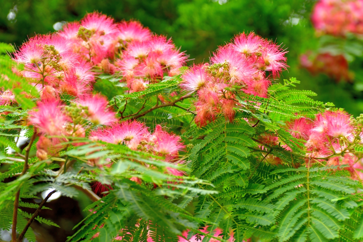 A mimosa tree with bright feathery, fern-like leaves with pink flowers.