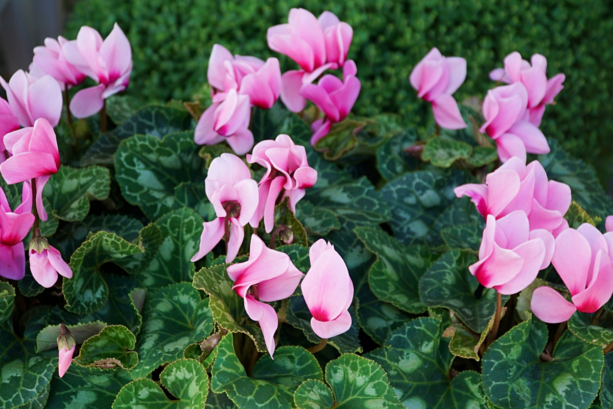 Cyclamen plant with pink flowers.