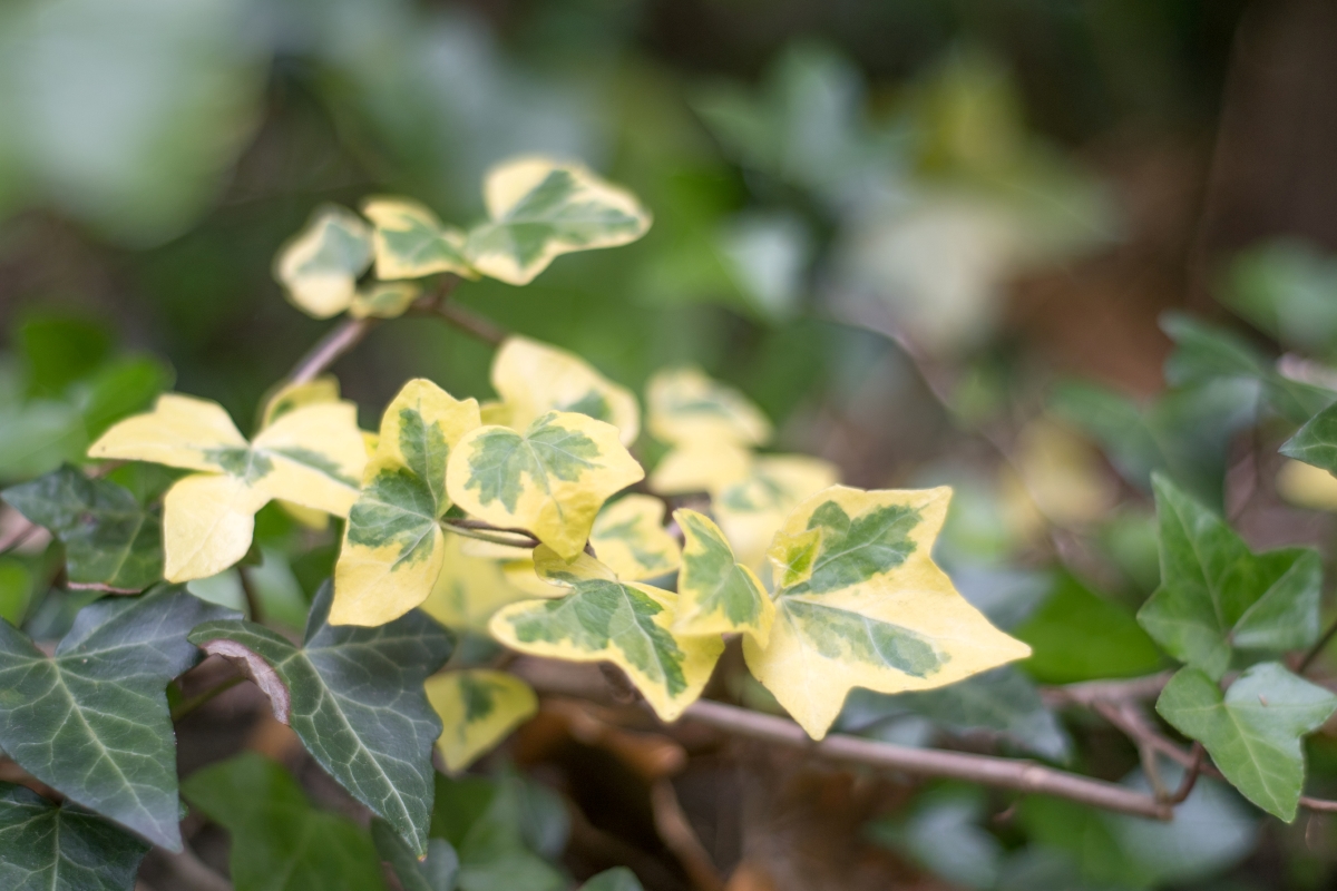 An ivy plant with yellow and green leaves.