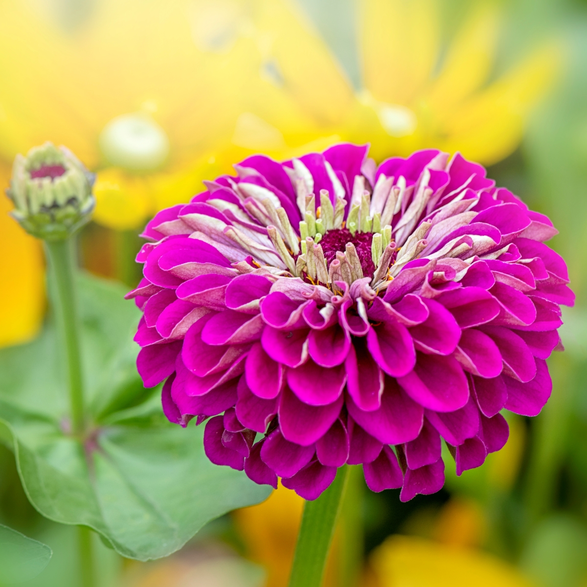 A close up of a large purple zinnia flower.