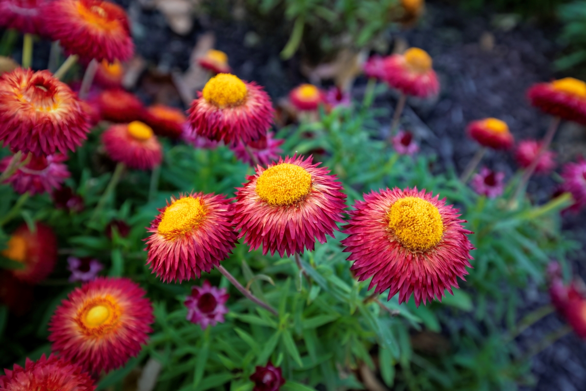 Purple strawflowers with yellow centers.