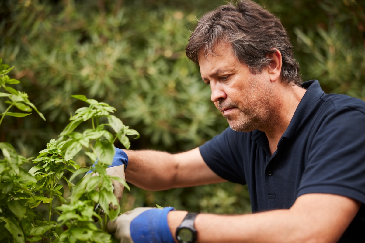 A person pruning basil plants for cut and come again gardening.