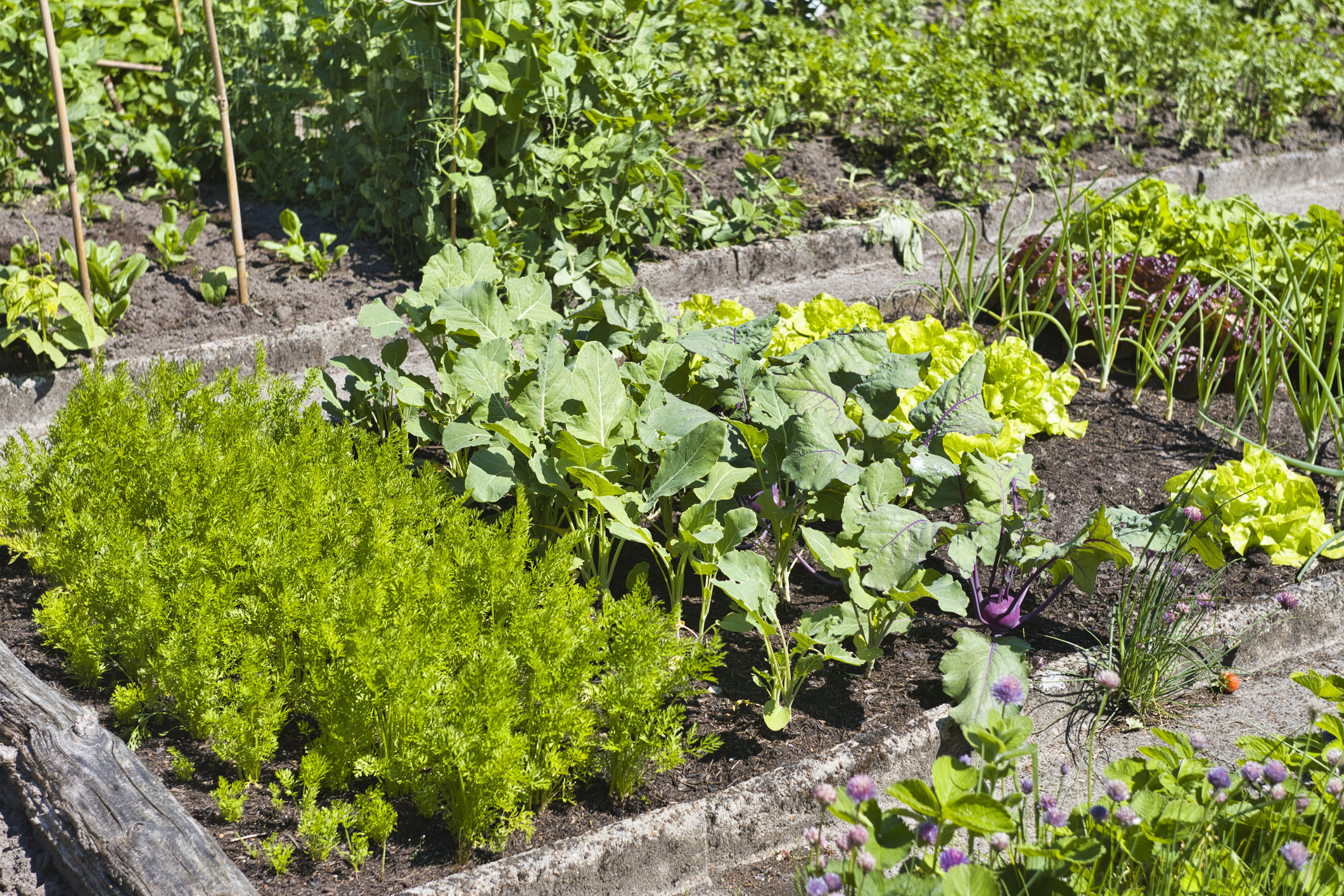 Close-up of a variety of vegetables growing in a vegetable garden.