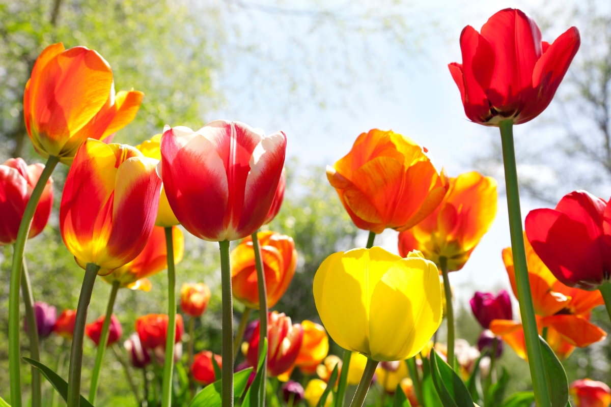 Bright red and yellow tulips growing in the garden.