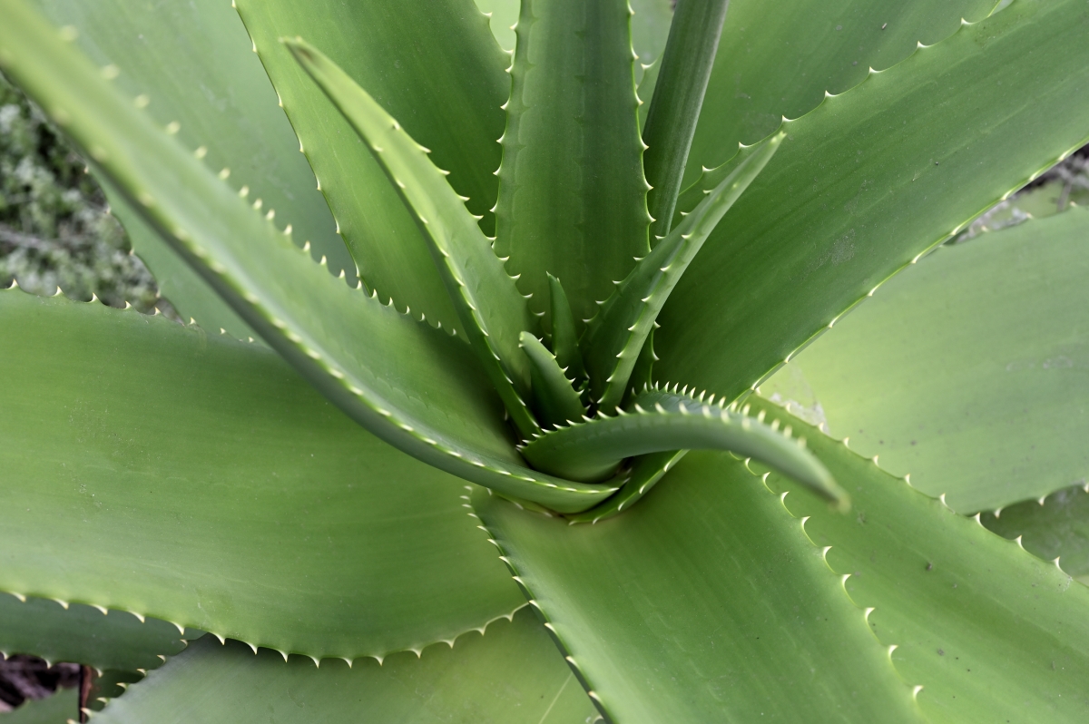 A view of the center of a large aloe vera plant.