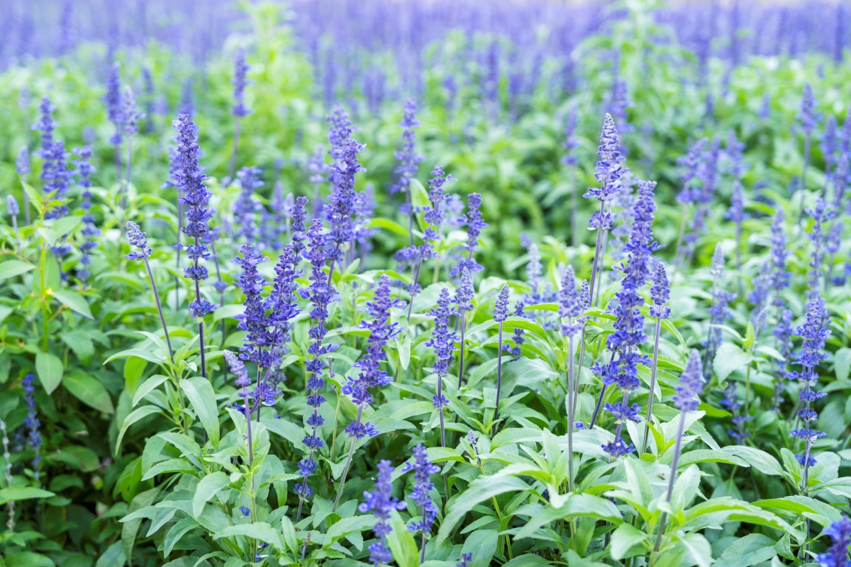 A field of blue salvia flowers in a field.