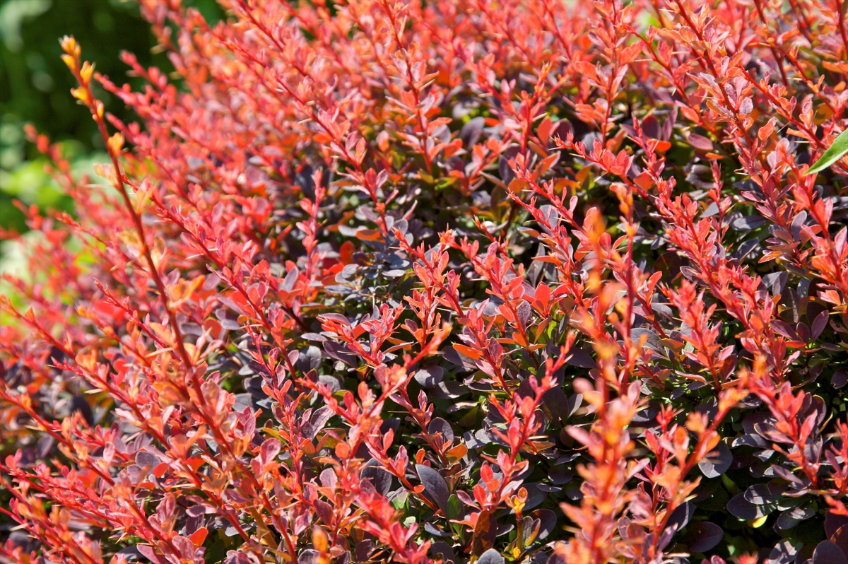 A large bright red Japanese Barberry bush.