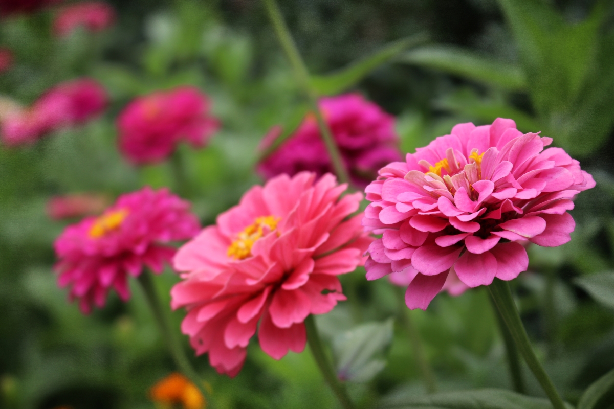 Pink zinnia flowers.