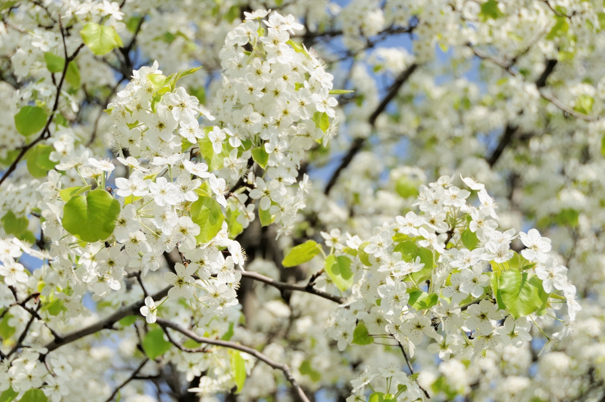 Clusters of white Bradford pear tree flowers.