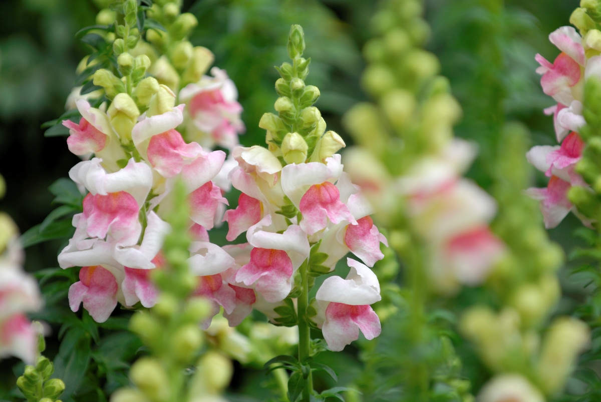 Snapdragon flowers with pink and white blooms.