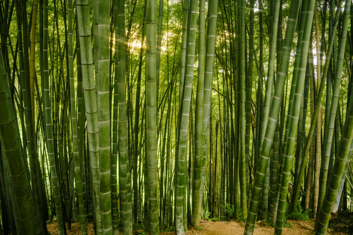 Sun shining through a thick bamboo forest.