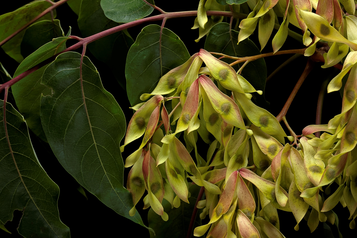 Large pod shaped blooms on the Tree of Heaven plant.