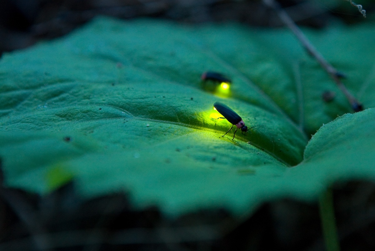 Two glowing fireflies on a garden plant in a suburban backyard.