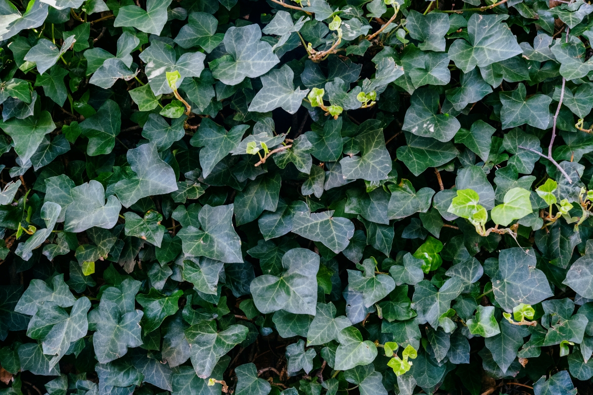 A wall covered with English ivy vines.