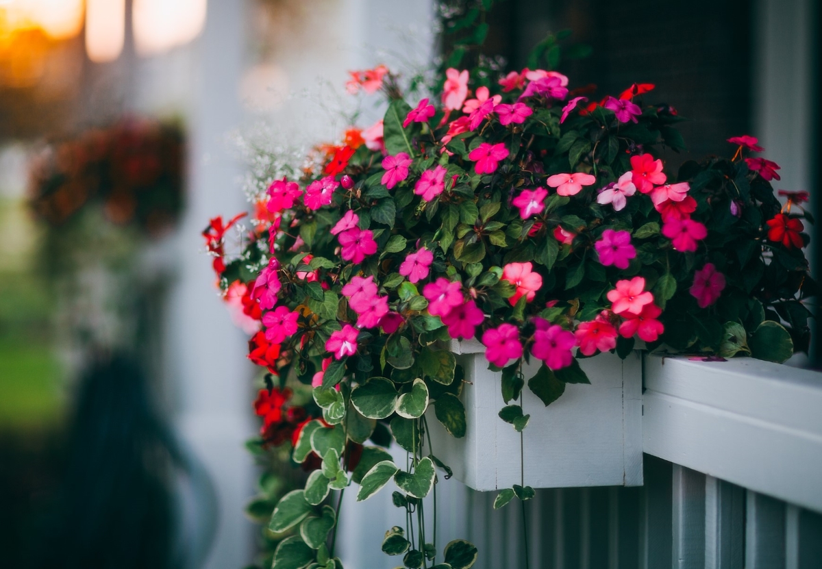 Pink flowering plant in window flower box.