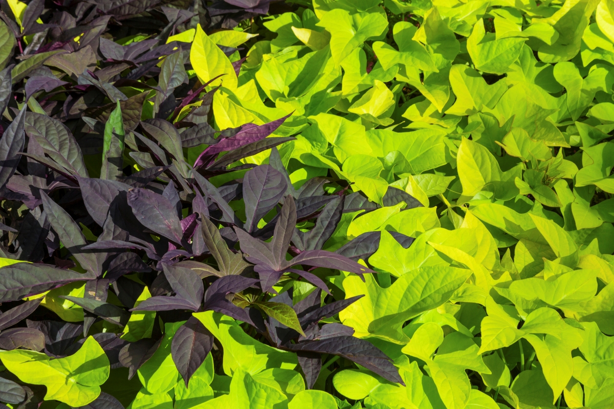 Deep purple and light green potato vines.