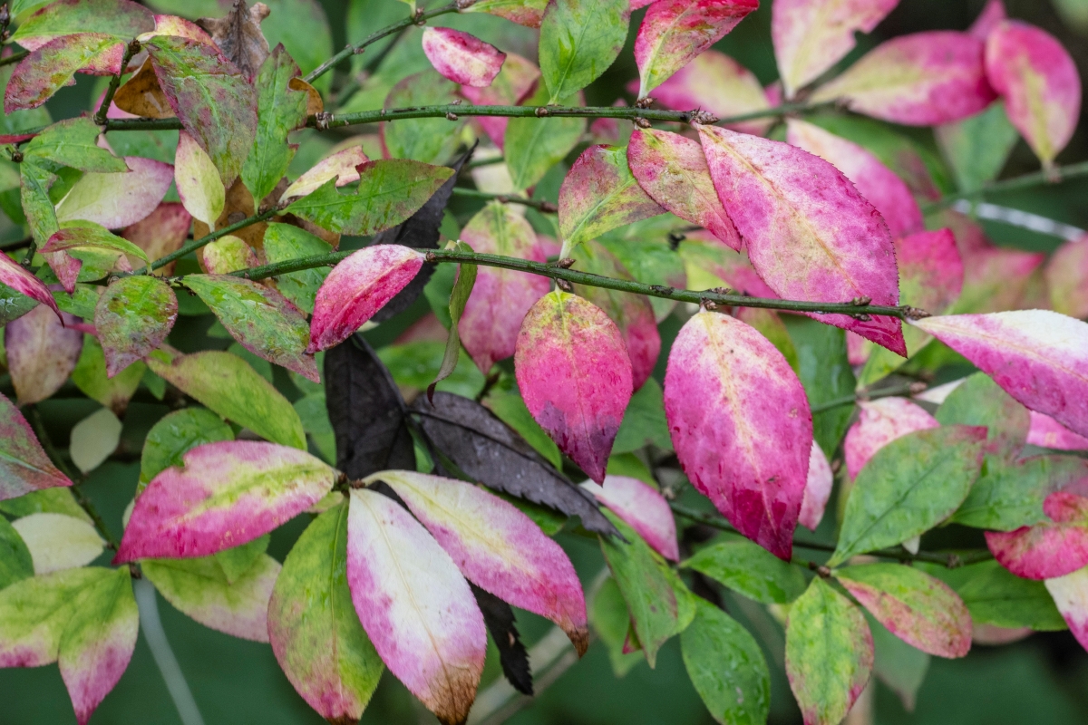 A vining plant with pink and green leaves.