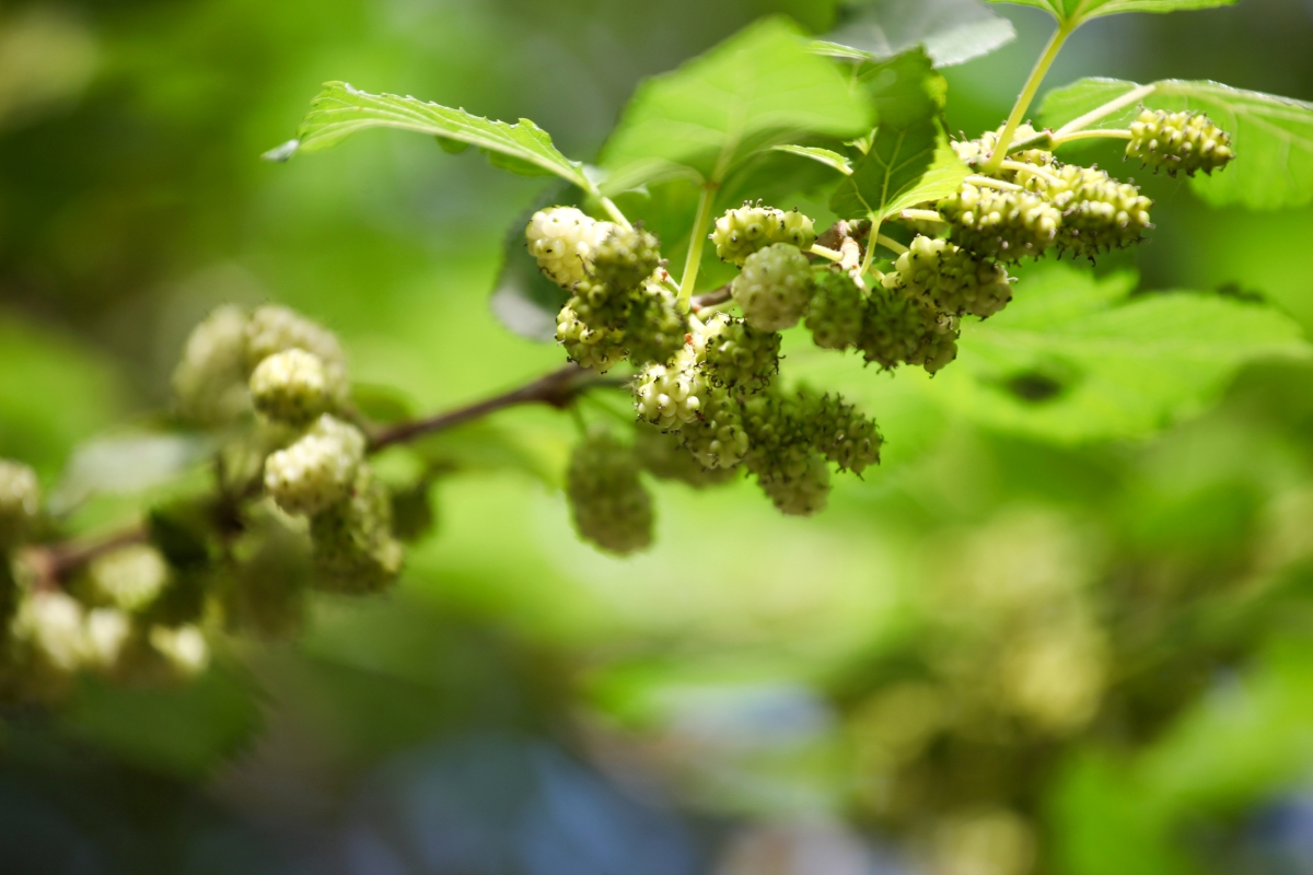 A white mulberry plant with white berries.