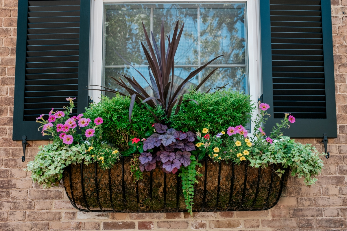 A window planter with an assortment of colorful flowering platns.