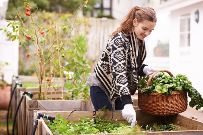 A gardener harvesting cold-hardy crops from a fall vegetable garden with companion planting.