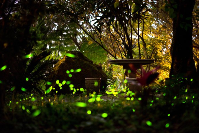 Fireflies at night in yard with house and fountain.